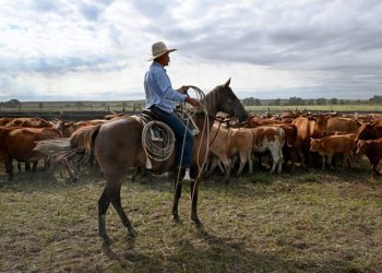 Trump’s Argentina beef import plan will harm U.S. ranchers, industry warns